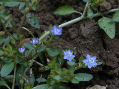 Hydrolea zeylanica