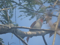 Piranga roseogularis