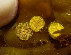 Elysia velutinus