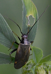 Adelphocoris seticornis