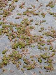 Myriophyllum quitense