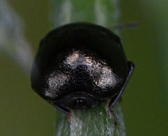 Coptosoma scutellatum