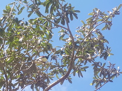 Hemiphaga novaeseelandiae