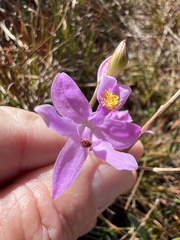 Calopogon barbatus