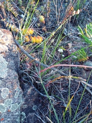 Anacampseros telephiastrum