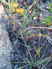 Anacampseros telephiastrum