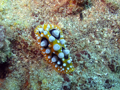 Phyllidia ocellata