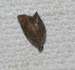Meritastis ursina