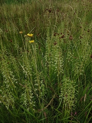 Habenaria schimperiana