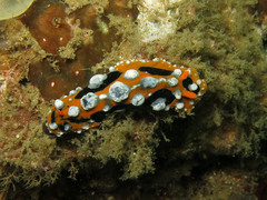 Phyllidia ocellata