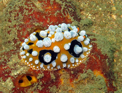 Phyllidia ocellata