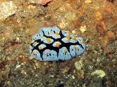 Phyllidia picta