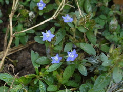 Hydrolea zeylanica