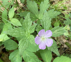 Geranium maculatum