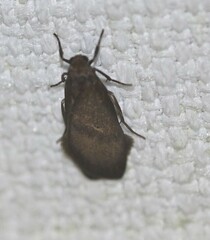 Lambula obliquilinea