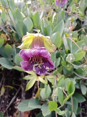 Cobaea scandens