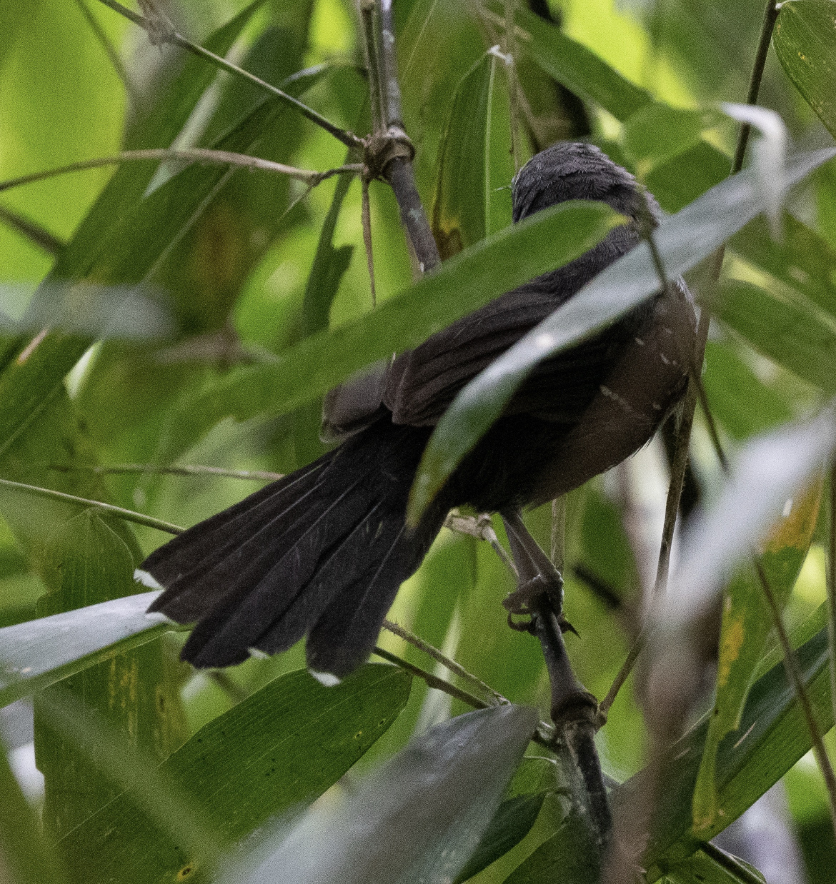 Manu Antbird (Cercomacra manu), photo 3