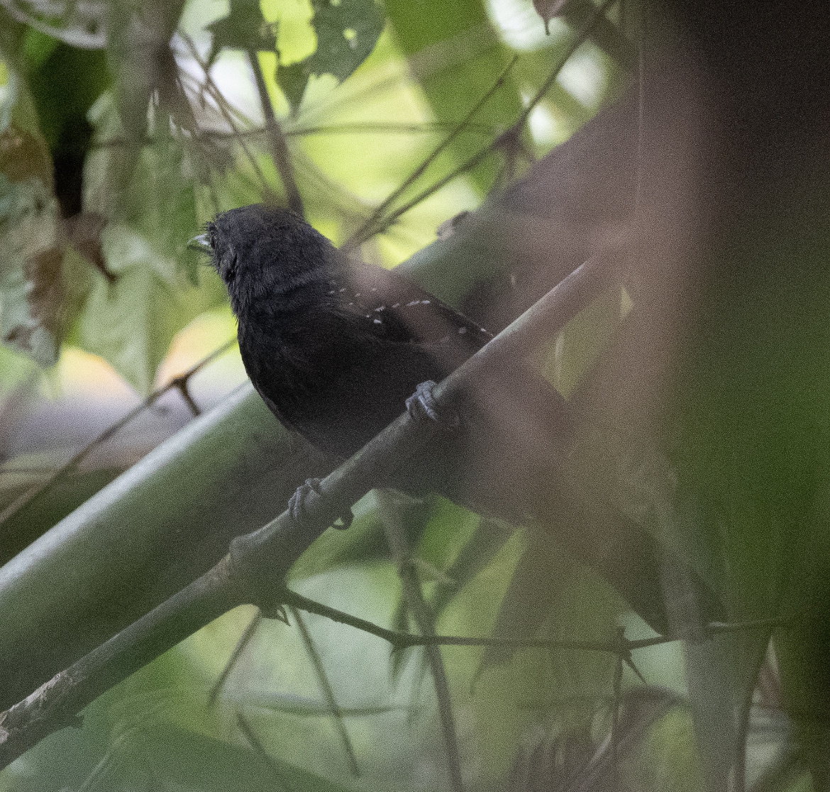 Manu Antbird (Cercomacra manu), photo 2