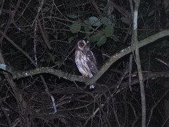 Strix virgata