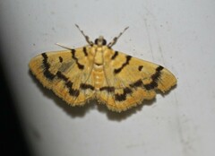 Dichocrocis clytusalis