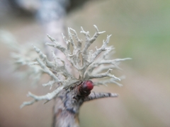 Evernia prunastri