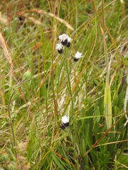 Symphyotrichum vahlii