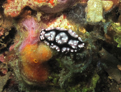 Phyllidiella