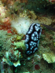Phyllidiella