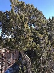 Juniperus monosperma