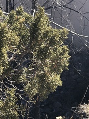 Juniperus monosperma