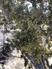 Juniperus monosperma