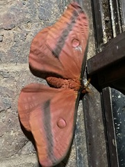 Opodiphthera loranthi