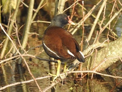 Gallinula chloropus