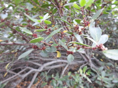 Maytenus magellanica