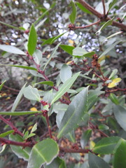 Maytenus magellanica