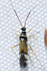 Cyllecoris histrionius