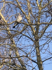 Columba palumbus