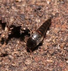 Sepedophilus