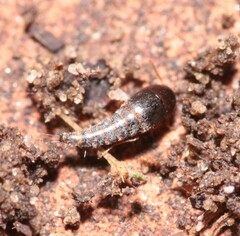 Sepedophilus