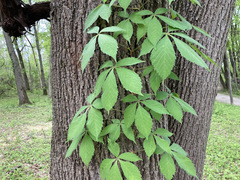 Parthenocissus quinquefolia