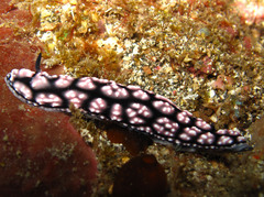Phyllidiella pustulosa