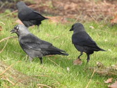 Corvus monedula
