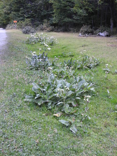 Image of Senecio smithii by (c) María Regina Silva, some rights reserved (CC BY)