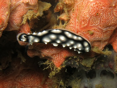 Phyllidiella pustulosa