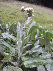 Senecio smithii
