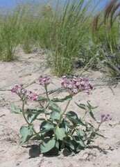 Asclepias eastwoodiana