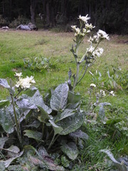 Senecio smithii