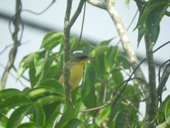 Geothlypis poliocephala