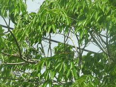 Geothlypis poliocephala