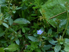 Hydrolea zeylanica